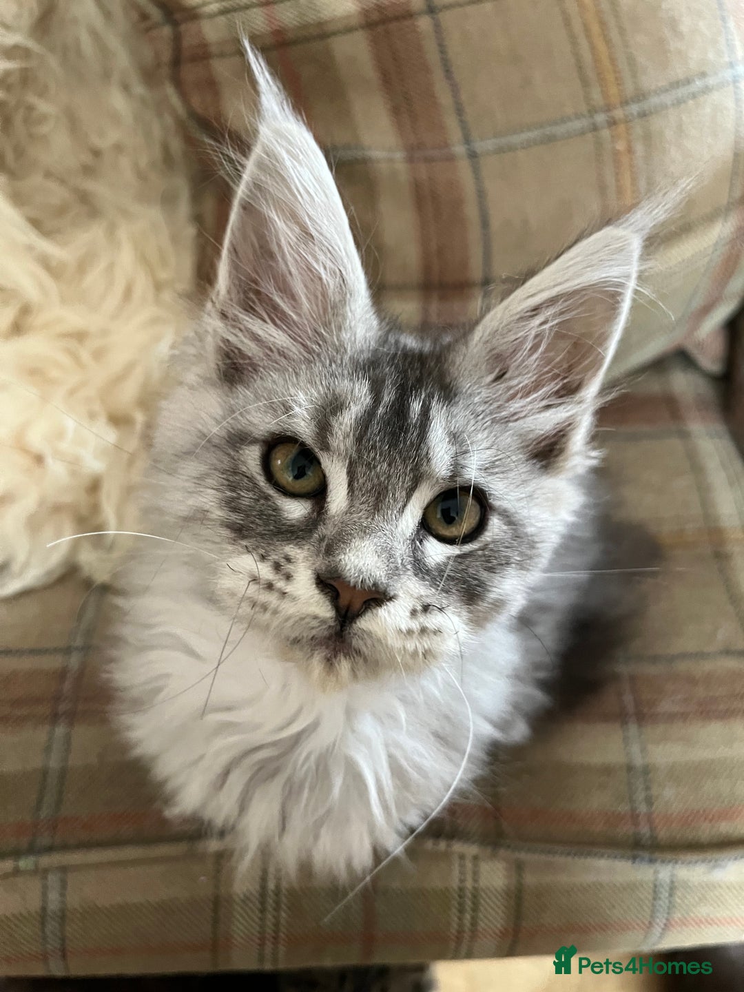 Maine Coon cats for sale: ⭐️Beautiful Maine Coon Kittens⭐️ - Image 24