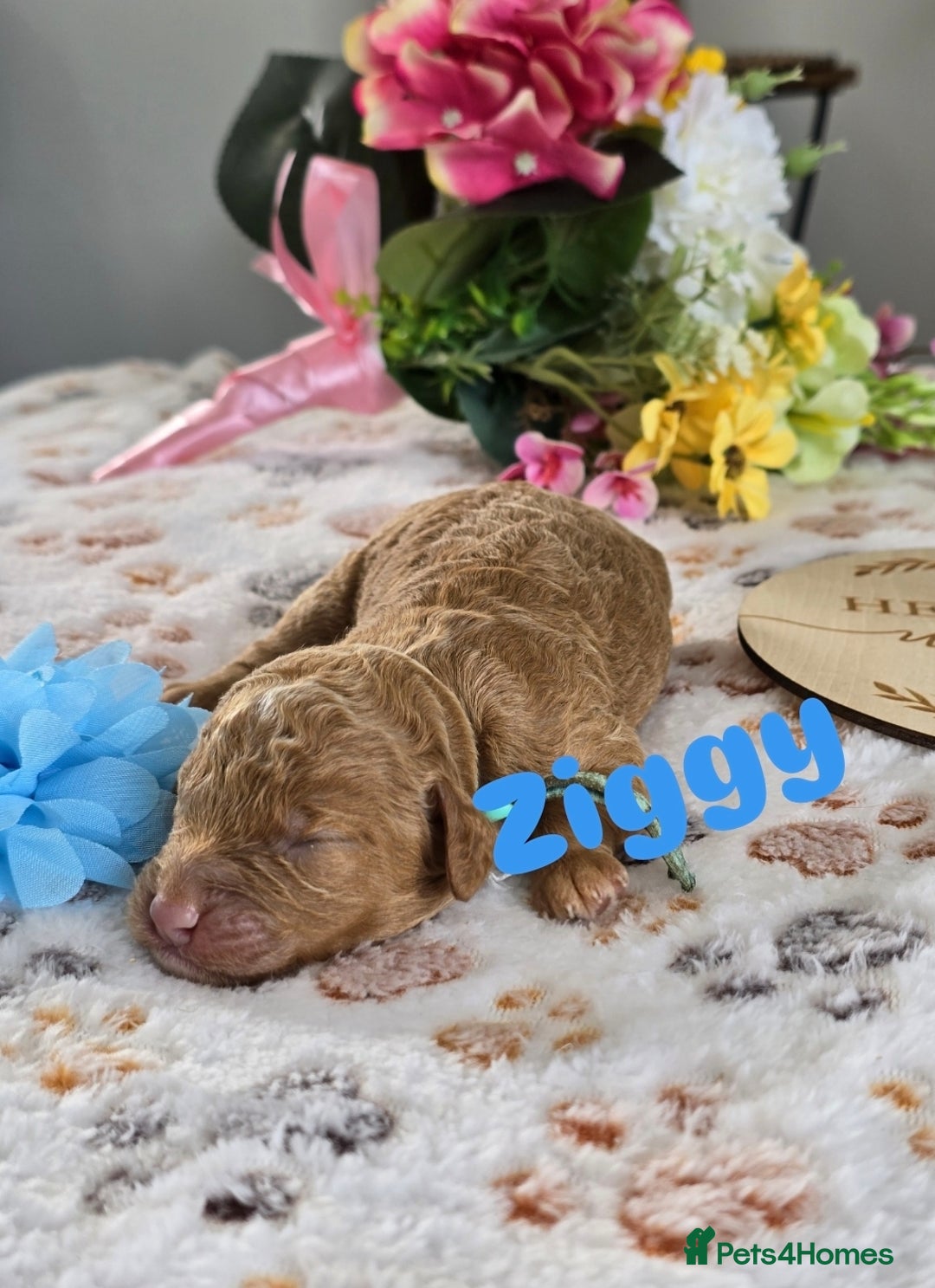Cavapoo dogs for sale: Cavapoo F1B pups licensed Breeder/health tested  - Image 5