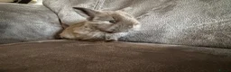 Mini Lop rabbits for sale: Beautiful Mini Lops Available to Reserve - Advert 18