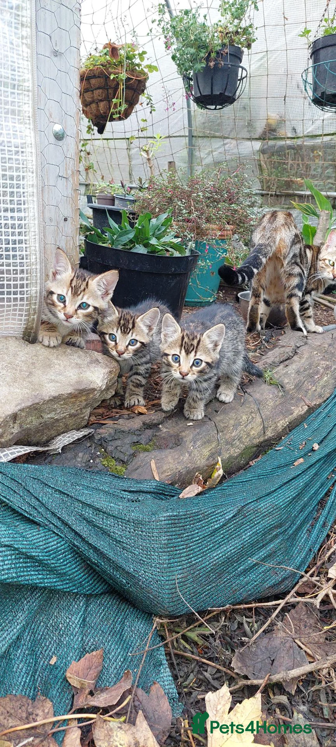 Mixed Breed cats for sale: Bengal cross - Advert 2
