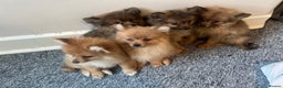 Mixed Breed dogs for sale: The cutest Pups: German & Japanese Pomeranian - Advert 20
