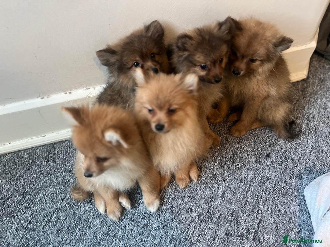 Mixed Breed dogs for sale: The cutest Pups: German & Japanese Pomeranian - Advert 20