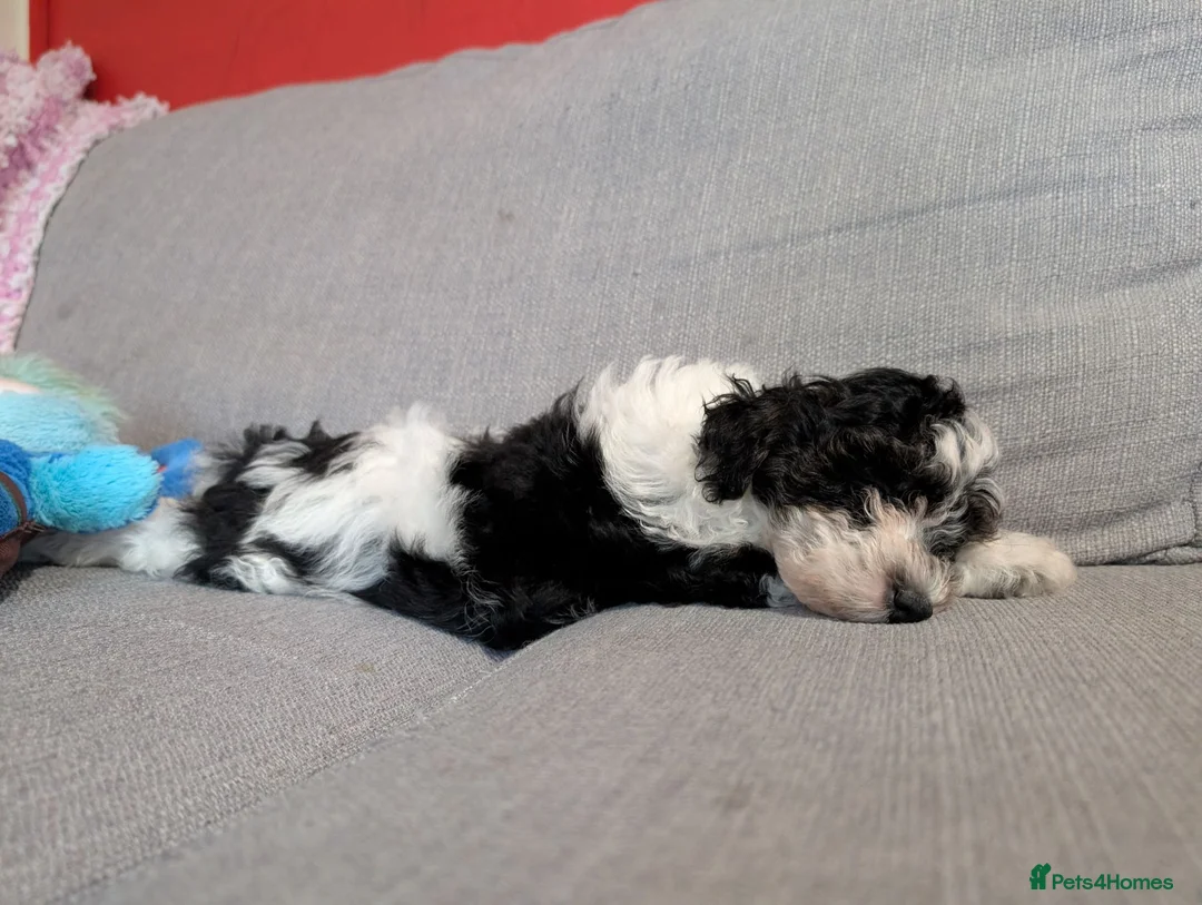 Mixed Breed dogs for sale: This is Sid  in Colchester - Advert 2