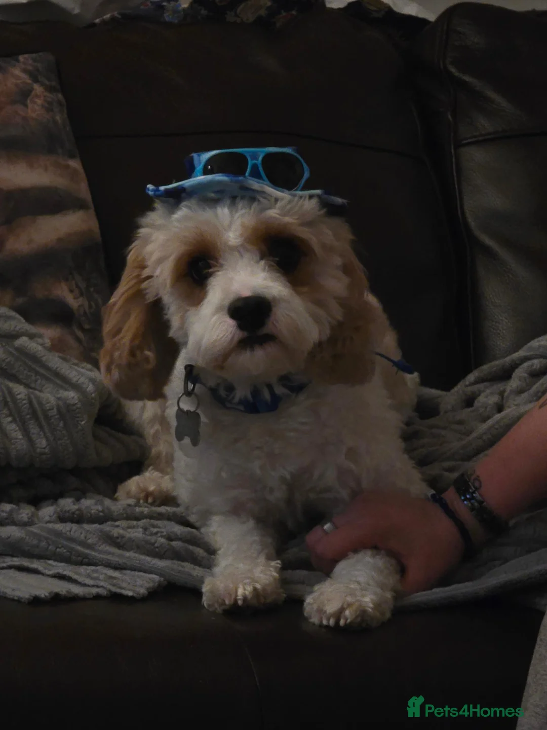 Cavapoo dogs for sale: Rehoming Male dog 3 years old - Advert 2