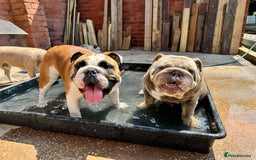 English Bulldog dogs for sale: Show quality English bulldog girl 2 years for sale - Image 6