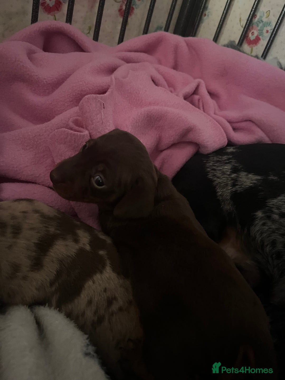 Miniature Dachshund dogs for sale: Sweet princess brown and tan miniature daushund🩷 - Advert 9