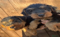Welsh Terrier dogs for sale: Our 2 beautiful Welsh terrier pups for sale - Image 2