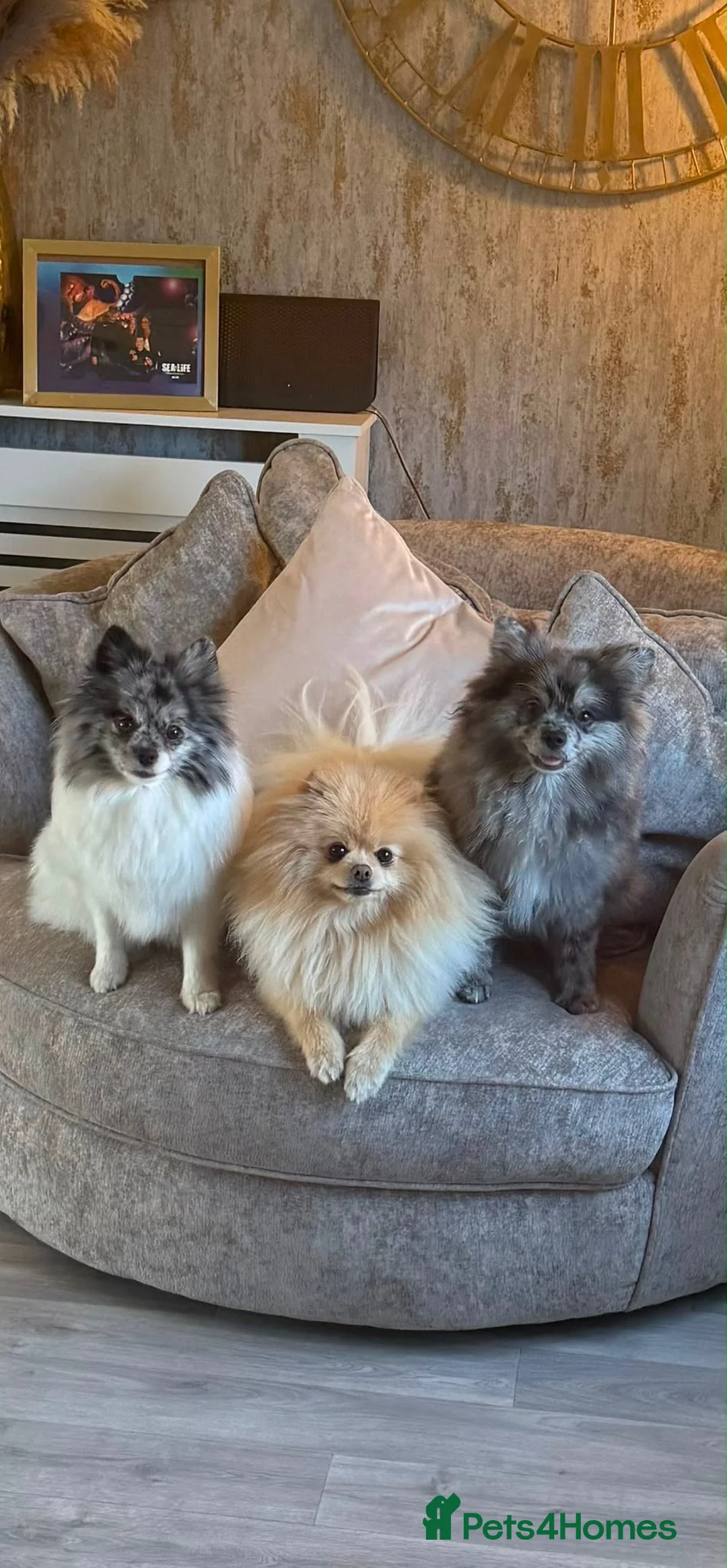 Pomeranian dogs for sale: Merle Pomeranian female in Skegness - Advert 2