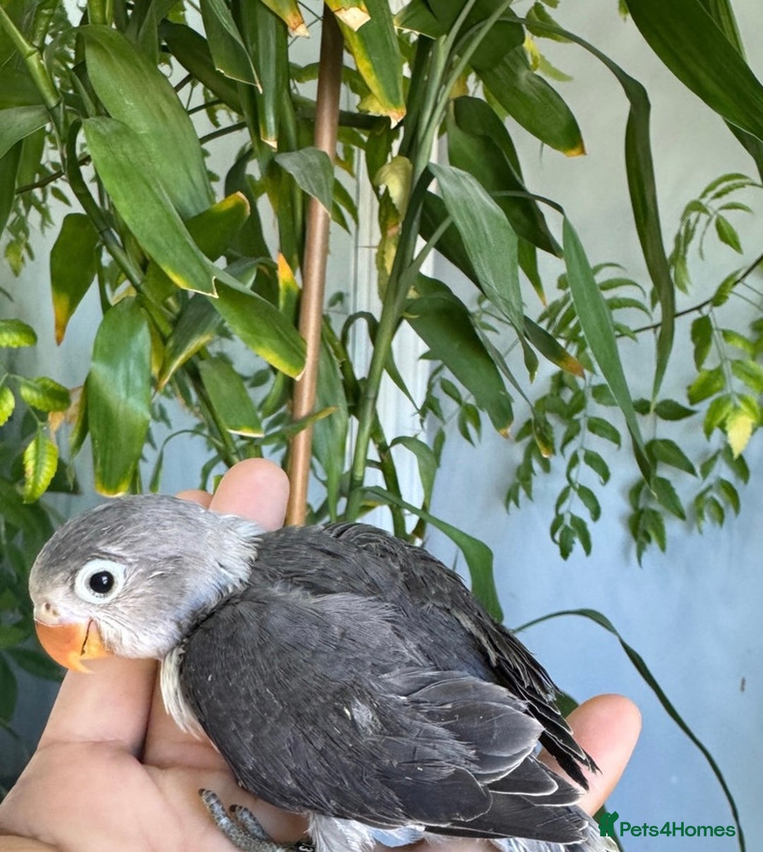 Lovebirds birds for sale: Handfed - tame lovebird babies - Image 2