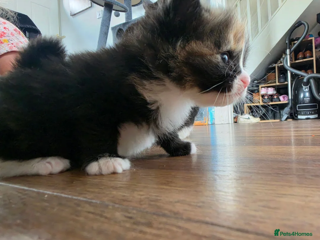 Ragdoll cats for sale: 2 female Kittens.  - Advert 5