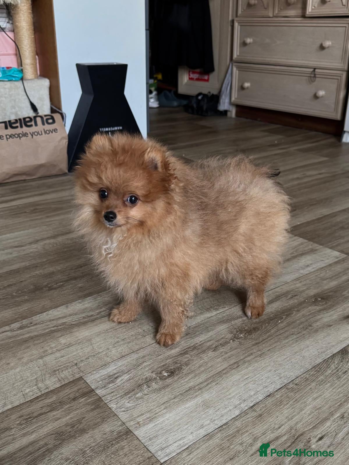 Pomeranian dogs KC reg Ready to go Luxury Pomeranian  - Advert 2
