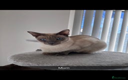 Siamese cats for sale: Beautiful Siamese Kittens - Advert 1