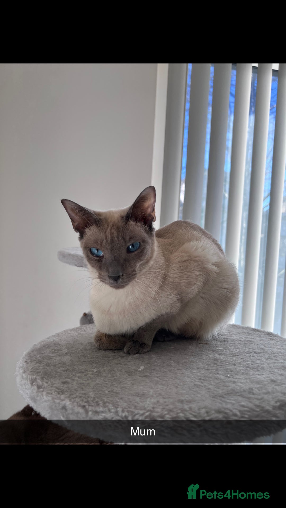 Siamese cats for sale: Beautiful Siamese Kittens - Advert 1