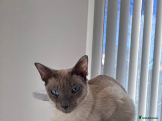 Siamese cats Beautiful Siamese Kittens - Advert 2