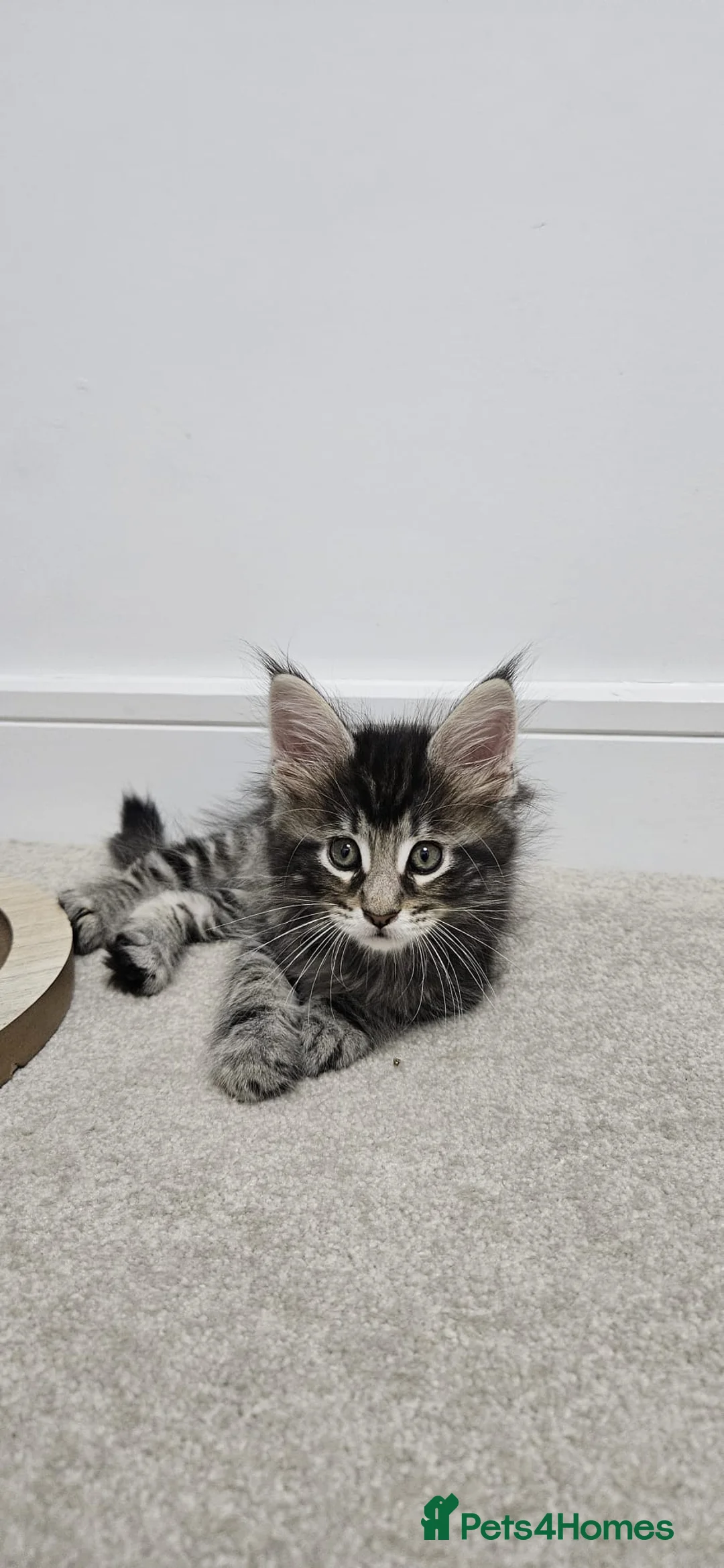 Maine Coon cats for sale: Beautiful Giant Maine coon  - Advert 14