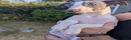 Whippet dogs for sale: Beautiful 12 week old pup seeking forever home - Advert 15