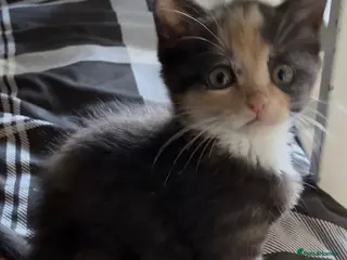 British Shorthair cats BSH kittens - Advert 5