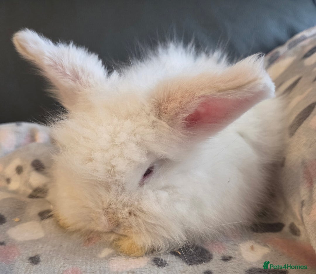 Mini Lion Lop rabbits for sale:  Male teddywidder bunnies  - Advert 12