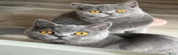 British Shorthair cats for sale: Older BSH kittens looking for their forever home🐾 - Advert 20