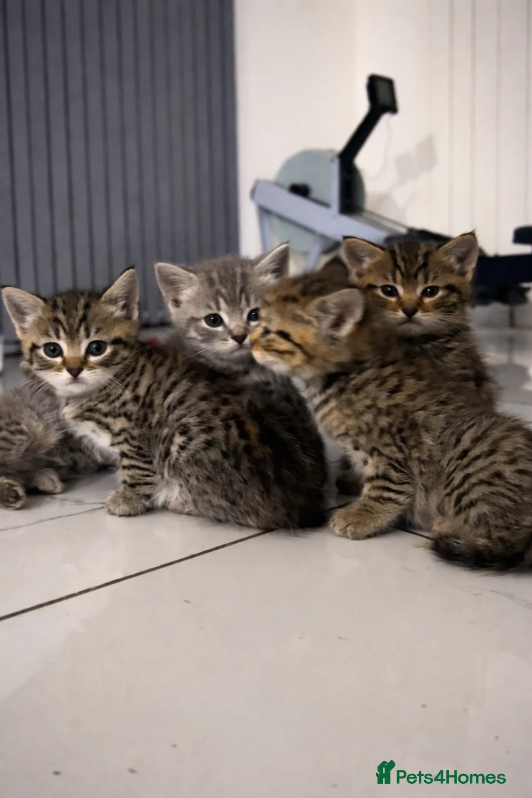 Domestic Shorthair cats for sale: Beautiful Tabby Domestic Shorthair Kittens - Advert 1