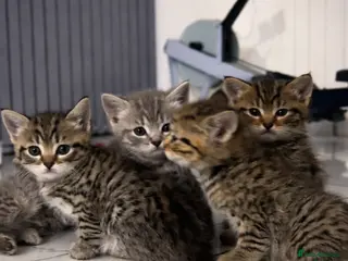 Domestic Shorthair cats Beautiful Tabby Domestic Shorthair Kittens - Advert 1