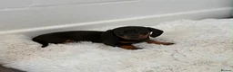 Miniature Dachshund dogs for sale: 3 stunning dachshund puppies  - Advert 4