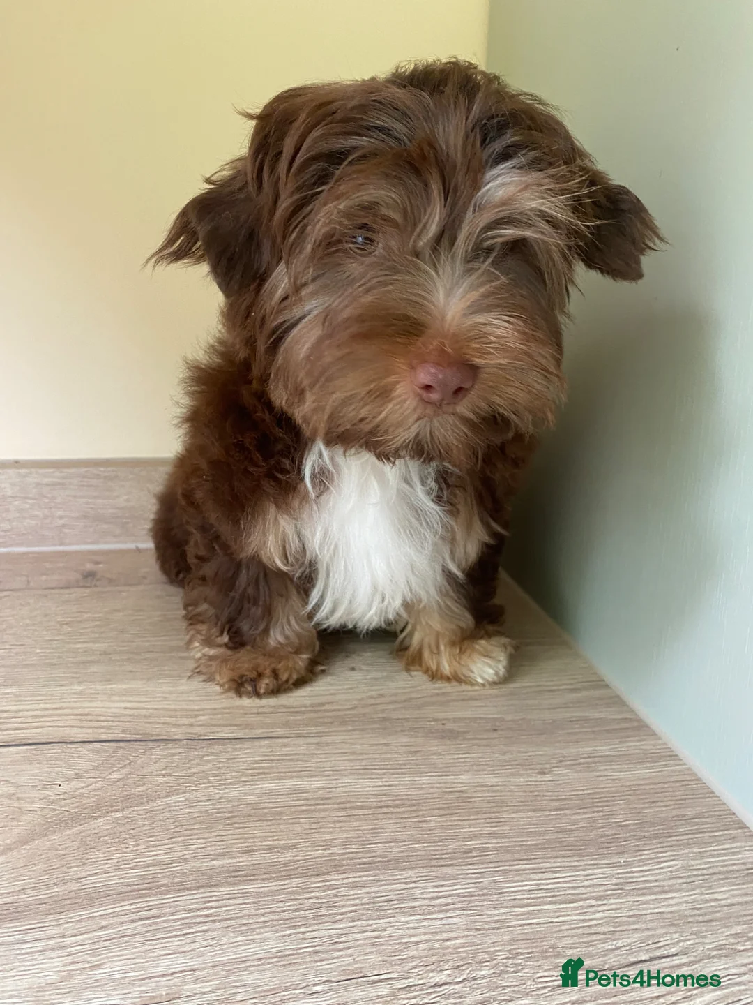 Yorkshire Terrier dogs for sale: Colorful Yorkshire terrier - Advert 2