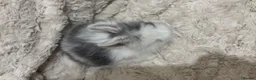 Mini Lion Lop rabbits for sale: double mane lion lops in Deeside - Advert 3