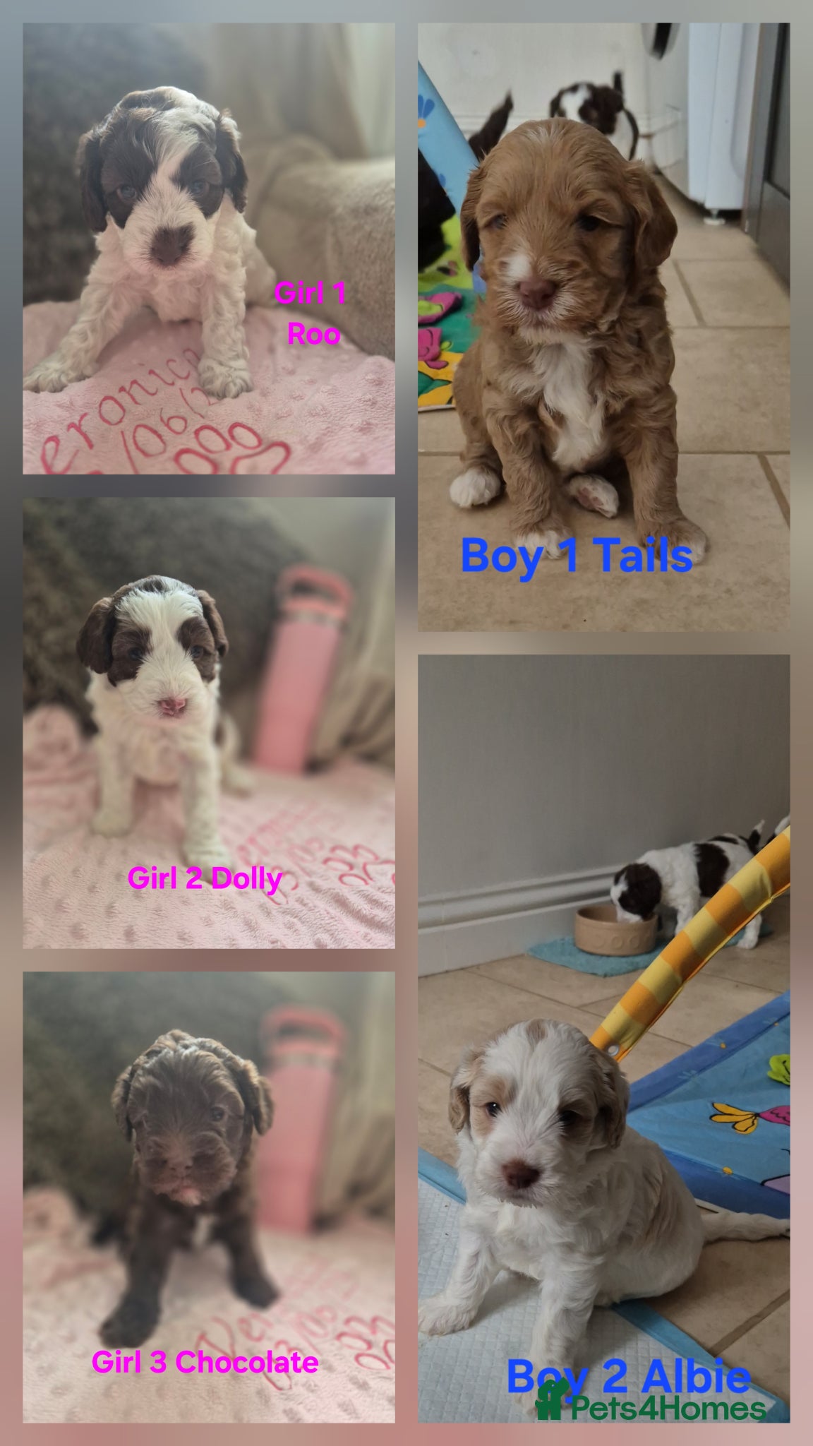 Australian Labradoodle dogs Australian Medium Labradoodles - Advert 7