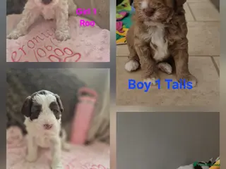 Australian Labradoodle dogs Australian Medium Labradoodles - Advert 2