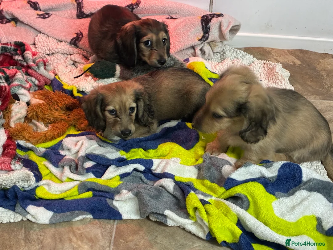 Miniature Dachshund dogs for sale: CREAM LONGHAIRED MIN DACHSHUNDS  - Advert 10