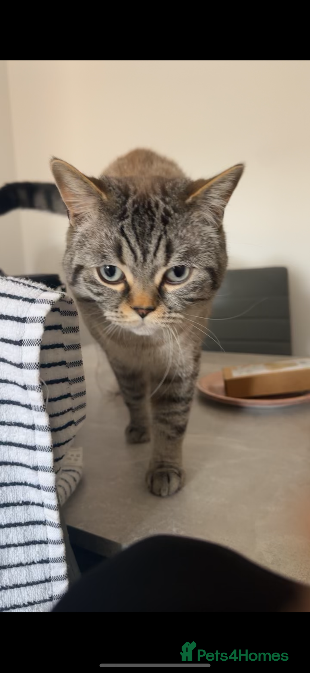 British Shorthair cats for sale: Adorable Male Cat Looking for His Forever Home 🐾 - Image 1