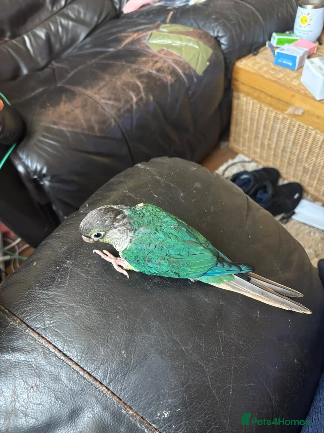 Conures birds for sale: tame conure babies ready to go 2 left - Advert 3