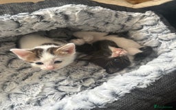 British Shorthair cats for sale: * Cute ginger & white 1 x boy 1 x girl kitten £50* - Image 8