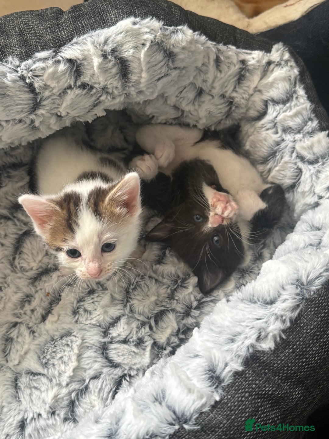 British Shorthair cats for sale: * Cute ginger & white 1 x boy 1 x girl kitten £50* - Image 8