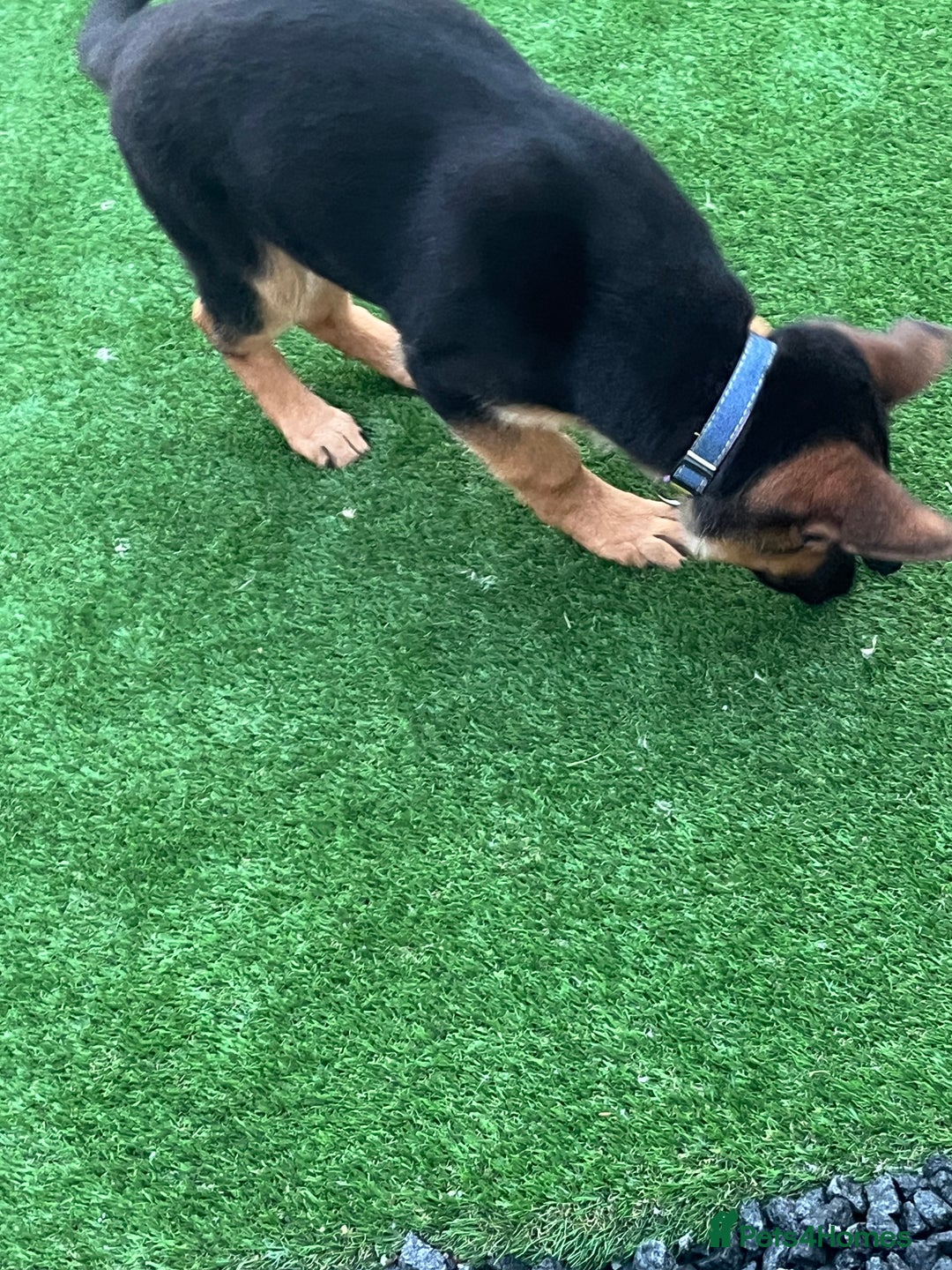 German Shepherd dogs for sale: Healthy German shepherd puppy needs new home - Image 9
