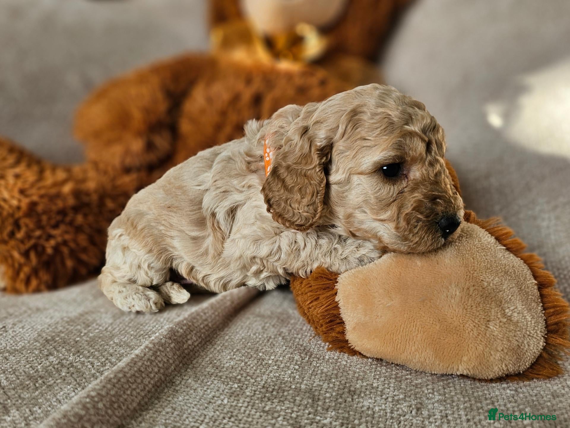 Cockapoo dogs Exceptional Cockapoos  - Advert 1