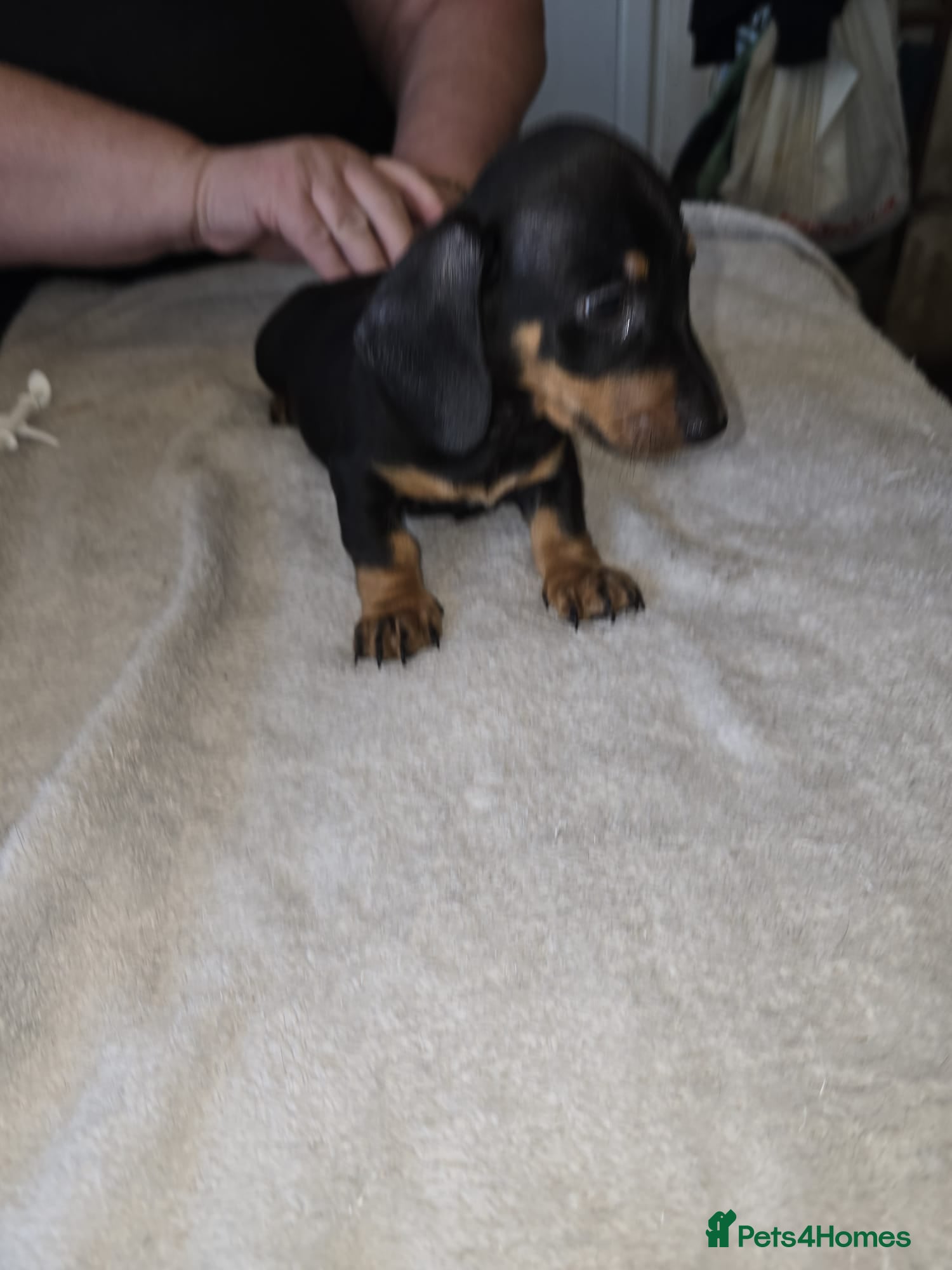 Dachshund dogs Miniture poodle puppies - Advert 13