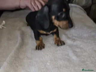 Dachshund dogs Miniture dachshund puppies - Advert 2