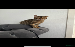 Bengal cats for sale: Bengal Kittens - Image 15