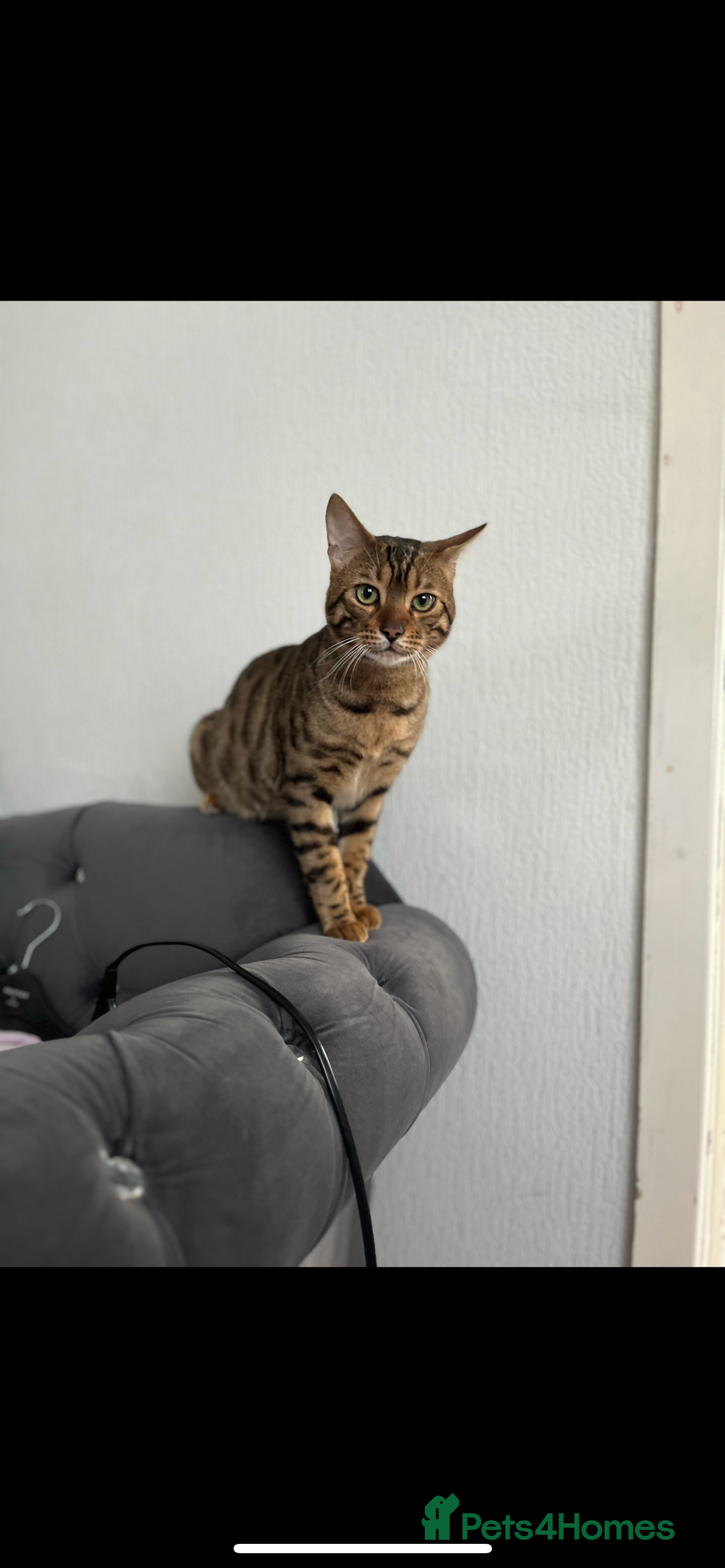 Bengal cats for sale: Bengal Kittens - Image 15