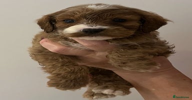 Cavapoo dogs CAVAPOO PUPPIES  - Advert 16