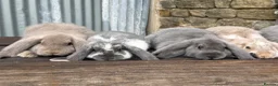 French Lop rabbits for sale: Stunning xl French lops  - Advert 36
