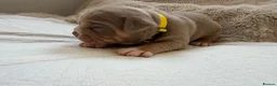 American Bully dogs for sale: 🐾Exceptional ABKC Lilac Tri Pocket Bully Puppies - Advert 21
