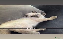 Ragdoll cats for sale: Bluepoint ragdolls  - Image 6