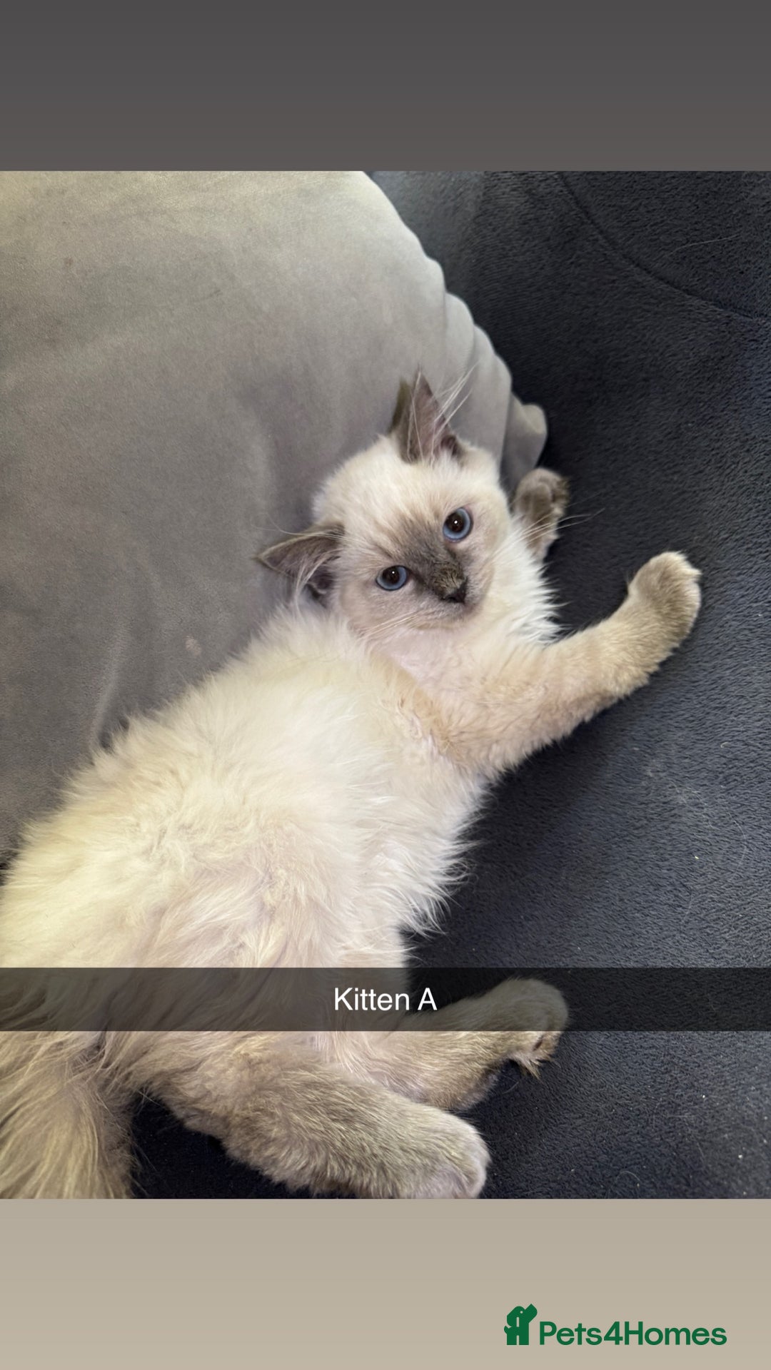 Ragdoll cats for sale: Bluepoint ragdolls  - Image 6