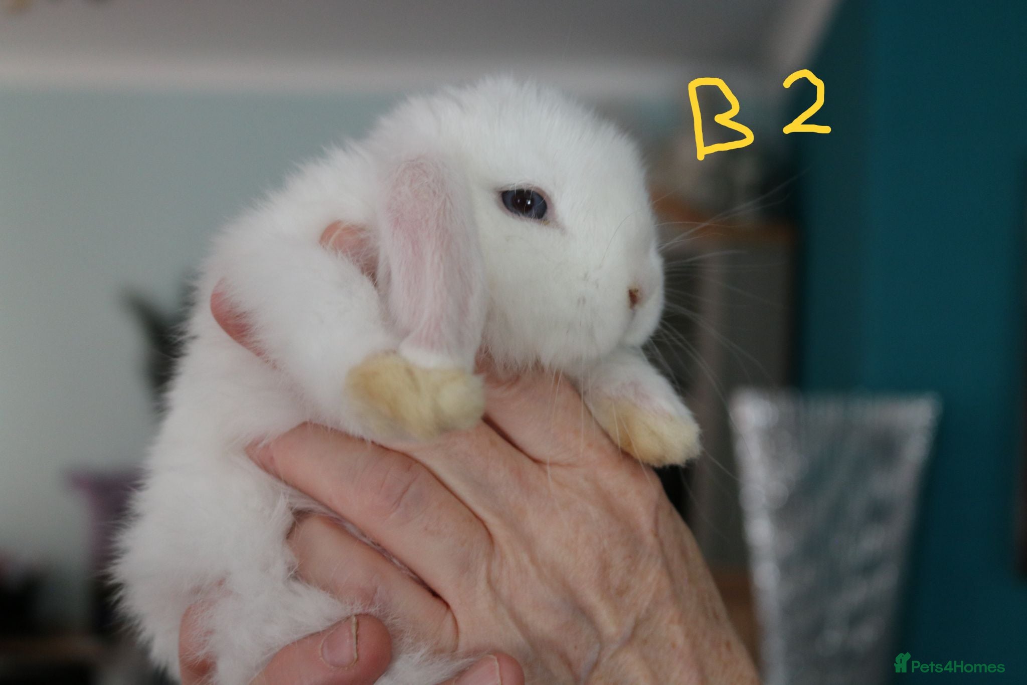 Mini Lop rabbits Mini Lop babies - 1 Buck left  - Advert 2