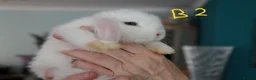 Mini Lop rabbits for sale: Mini Lop babies - Bucks - Advert 9
