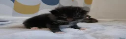 British Shorthair cats for sale: 5 beautiful kittens distinctive markings - Advert 12