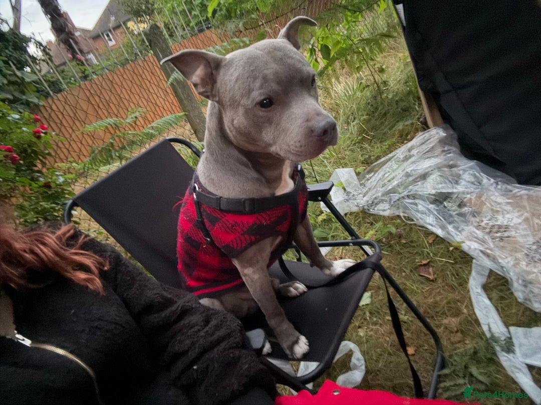 Staffordshire Bull Terrier dogs for sale: Experienced Home For Loki - Image 8